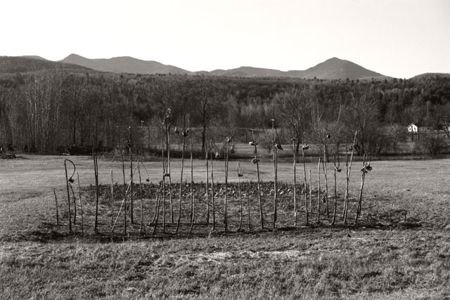 Sunflower Plot